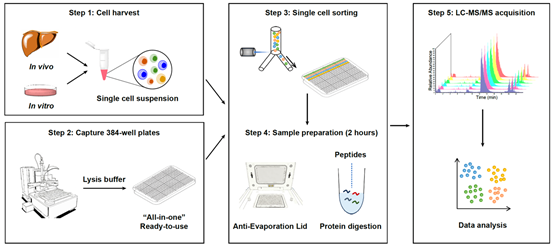 A diagram of a cell sorting process Description automatically generated
